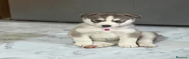 Siberian Husky 5