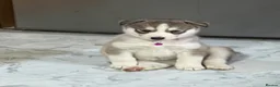 Siberian Husky dogs for sale: Stunning husky pups  - Advert 39