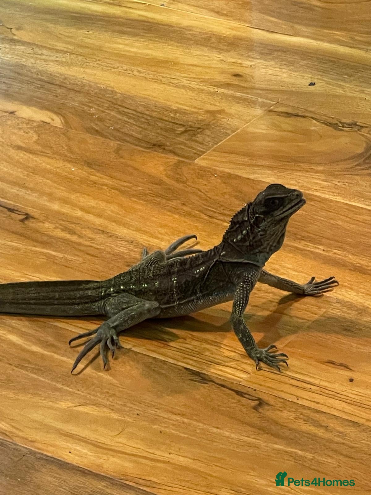 Mixed Breed reptiles Mix job lot selling my sons replites from £40-£900 - Advert 1