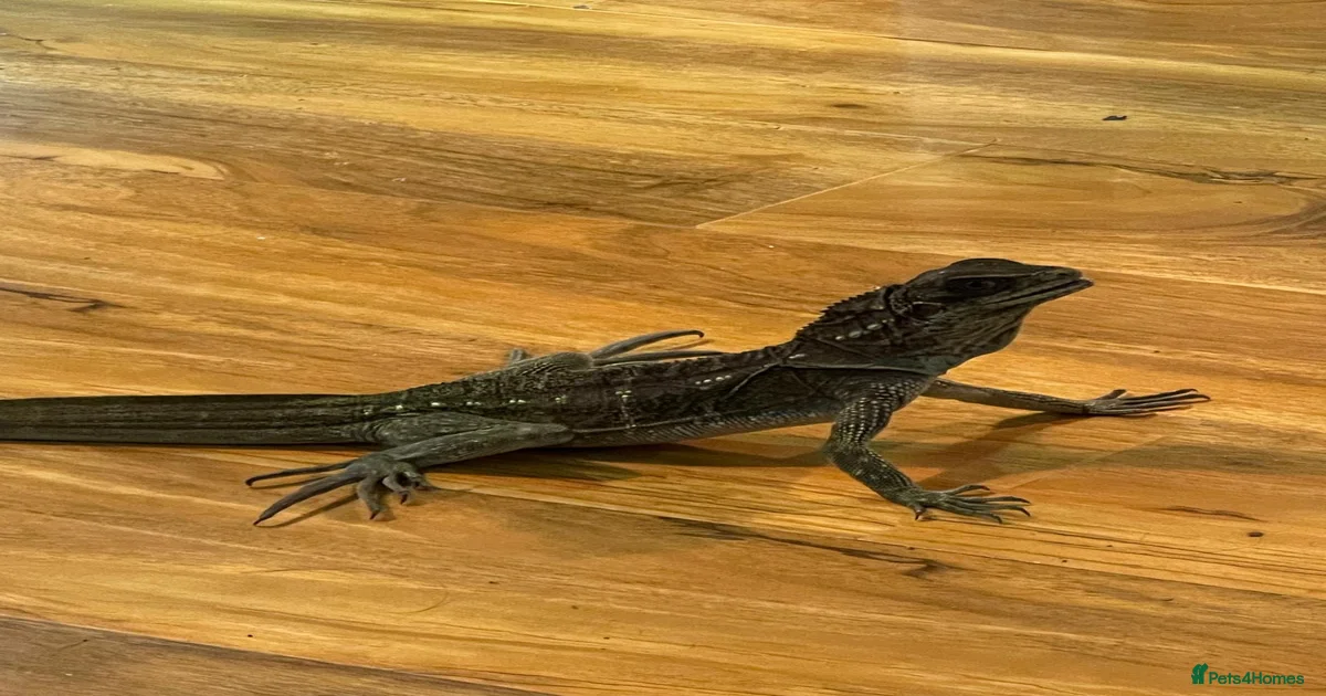 Ball python Reptiles for sale | Pets4Homes