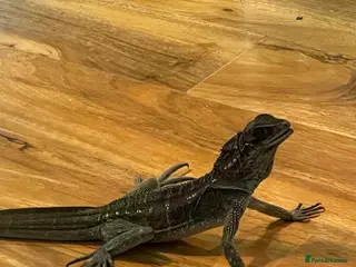 Mixed Breed reptiles Mix job lot selling my sons replites from £40-£900 - Advert 1