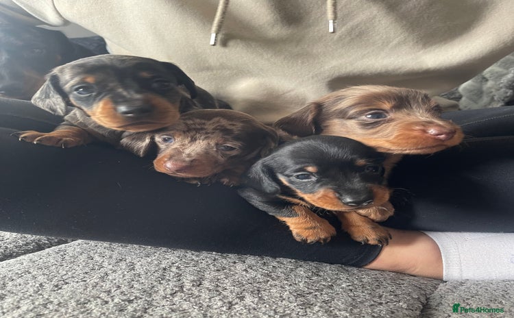 Miniature Dachshund dogs - Advert 1