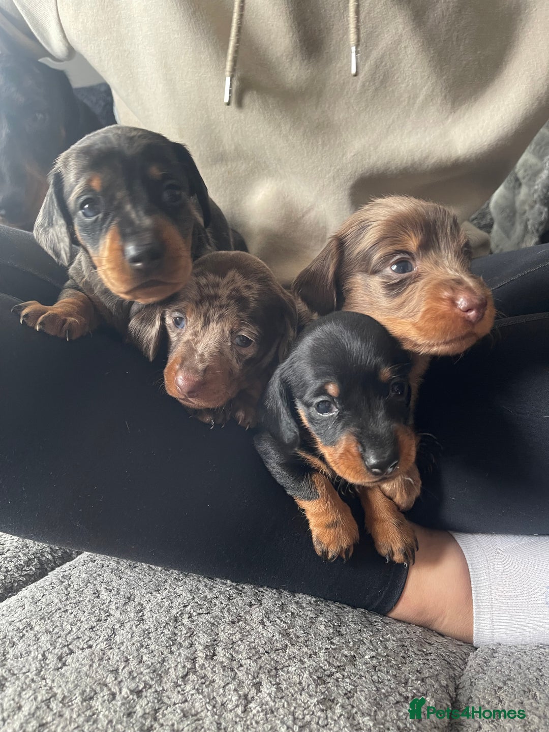 Miniature Dachshund dogs for sale: Miniature Dachshund Puppies for Sale!💙🩷 - Image 1
