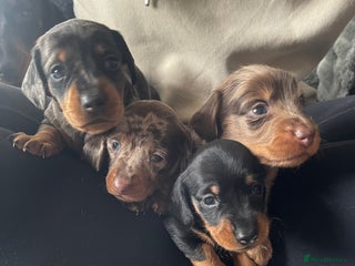 Miniature Dachshund dogs - Advert 26