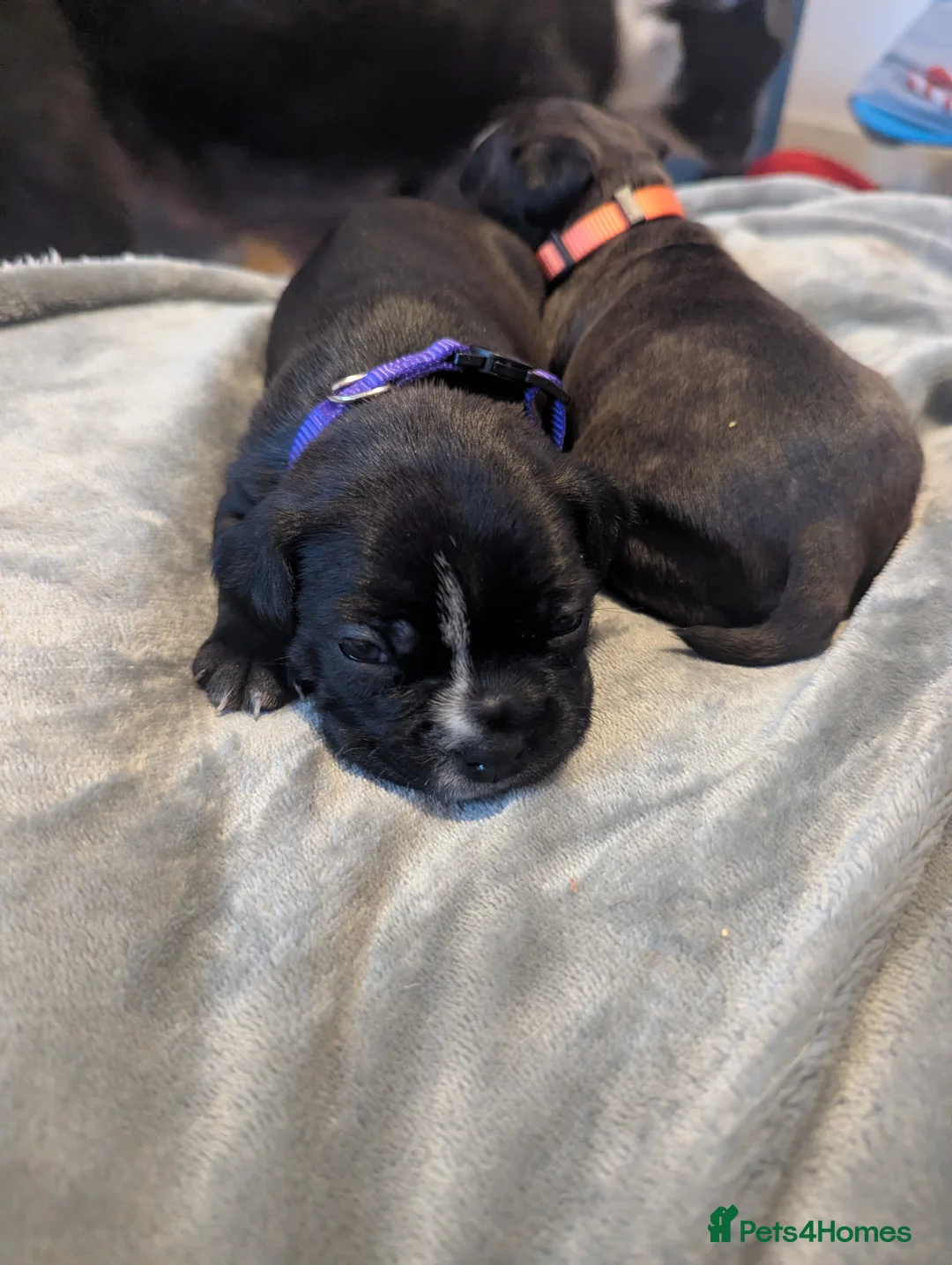 Boston Terrier dogs for sale: Boston X  - Advert 4