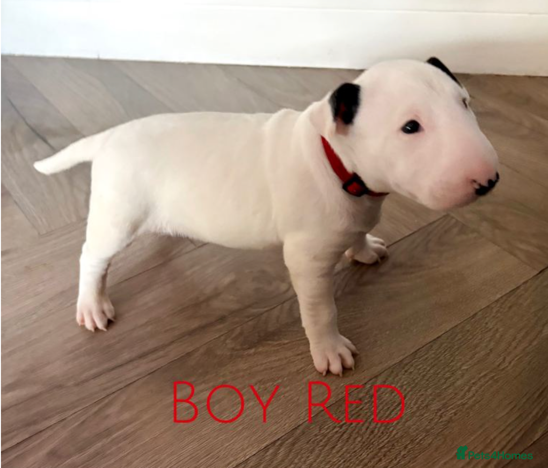 Mixed Breed dogs for sale: English Bull Terrier Puppies for Loving Families - Advert 8