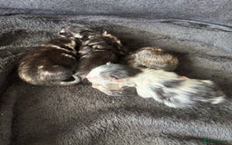 Mixed Breed cats for sale: Adorable Kittens Available  - Image 6