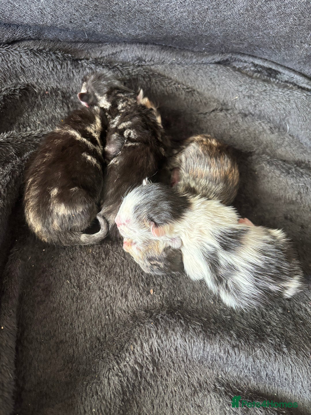 Mixed Breed cats for sale: Adorable Kittens Available  - Image 6
