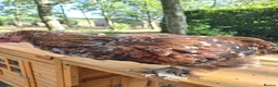 Chickens poultry for sale: Frizzle and Brahma Cockerels 10 weeks old for sale - Advert 3
