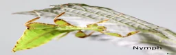 Stick Insects invertebrates for sale: Two mixed colour nymphs Leaf Stick insects - Advert 8