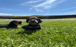 Dachshund dogs for sale: Working Wirehaired dachshund teckels puppies - Image 5