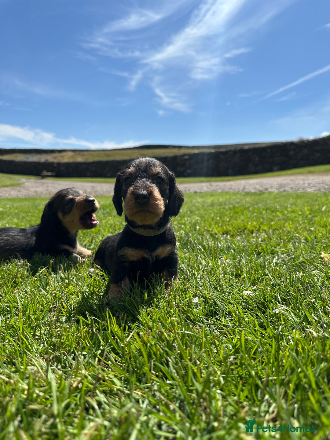 Dachshund dogs for sale: Working Wirehaired dachshund teckels puppies - Image 5