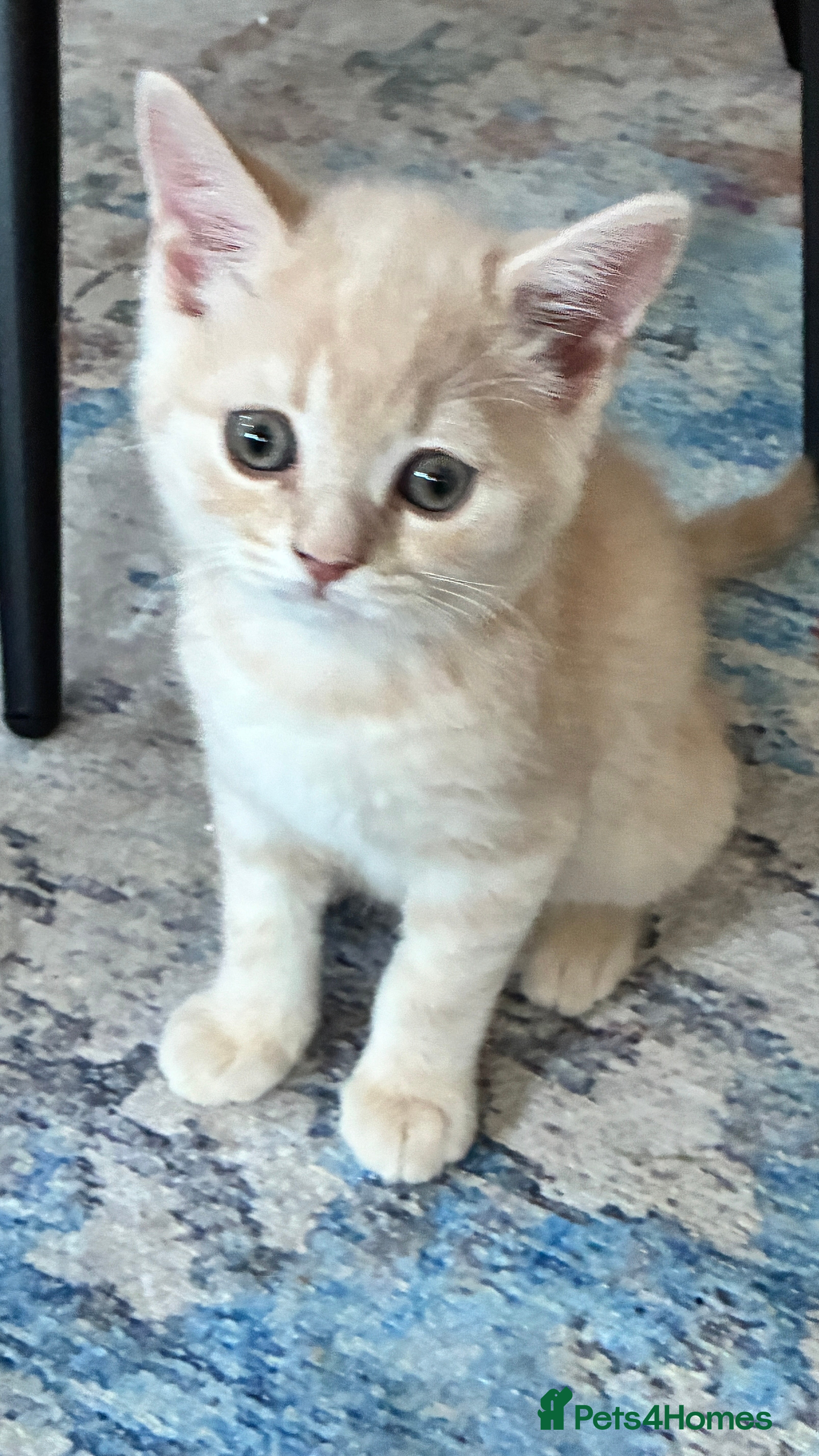 Scottish Fold cats  Beautiful Scottish Straight Kittens  🐾 - Advert 2