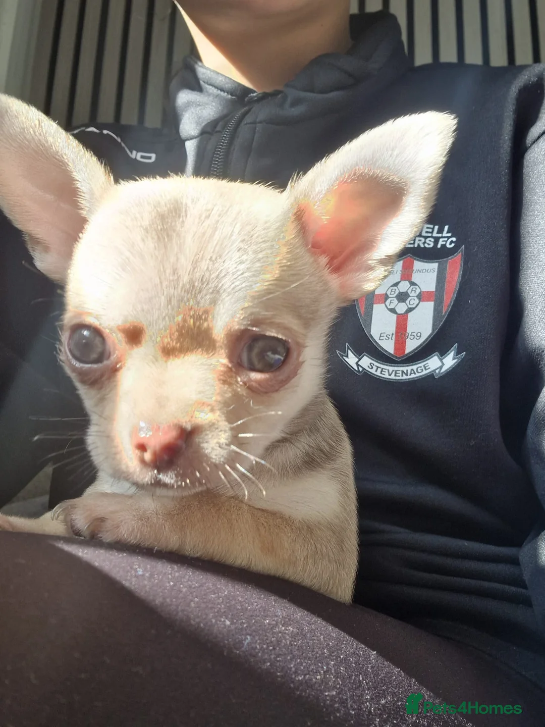 Chihuahua dogs for sale: READY NOW. Chihuahua Puppies - Advert 2
