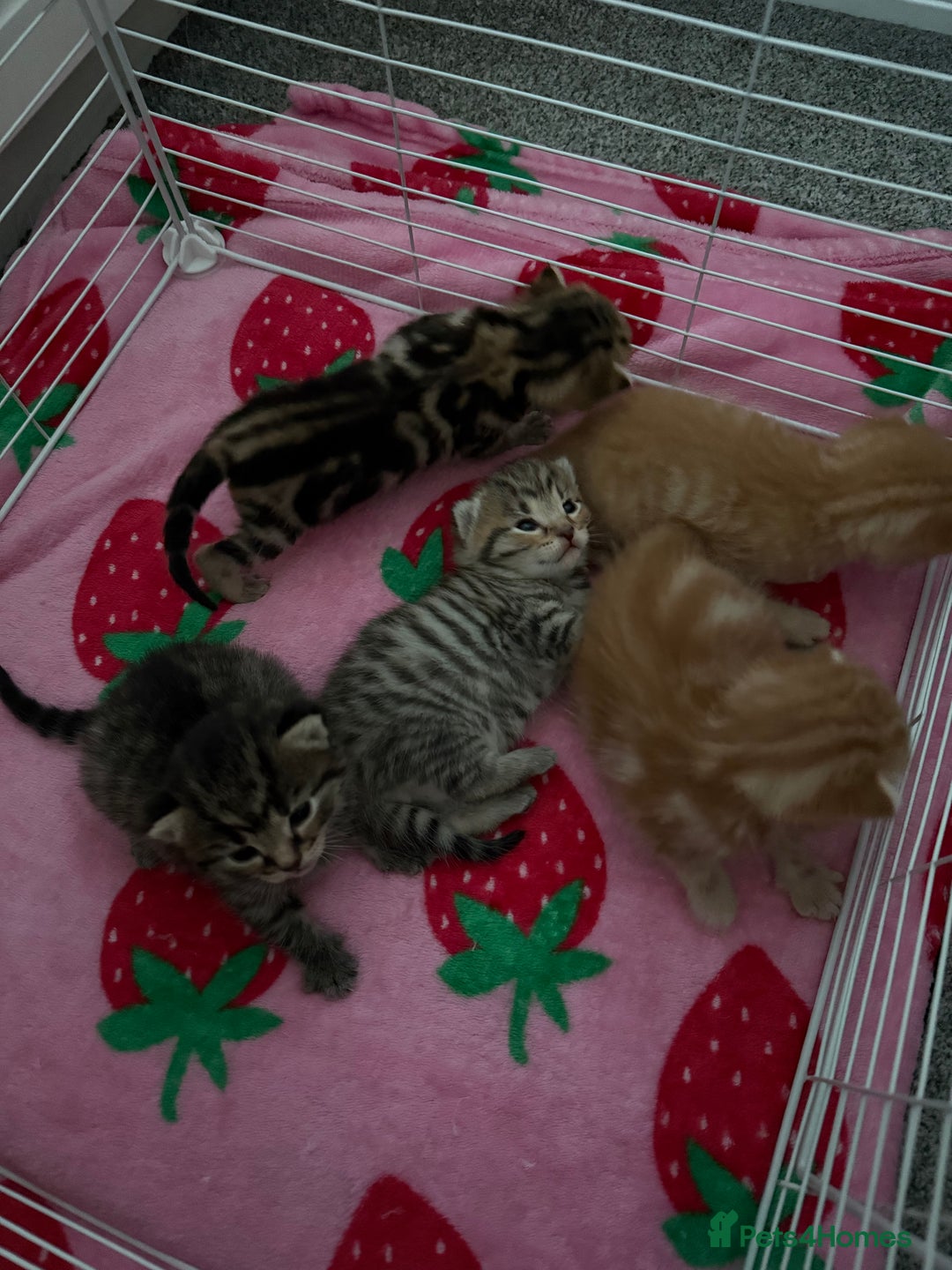 Mixed Breed cats for sale: 5 gorgeous mixed breed kittens for sale 🐈  - Image 3