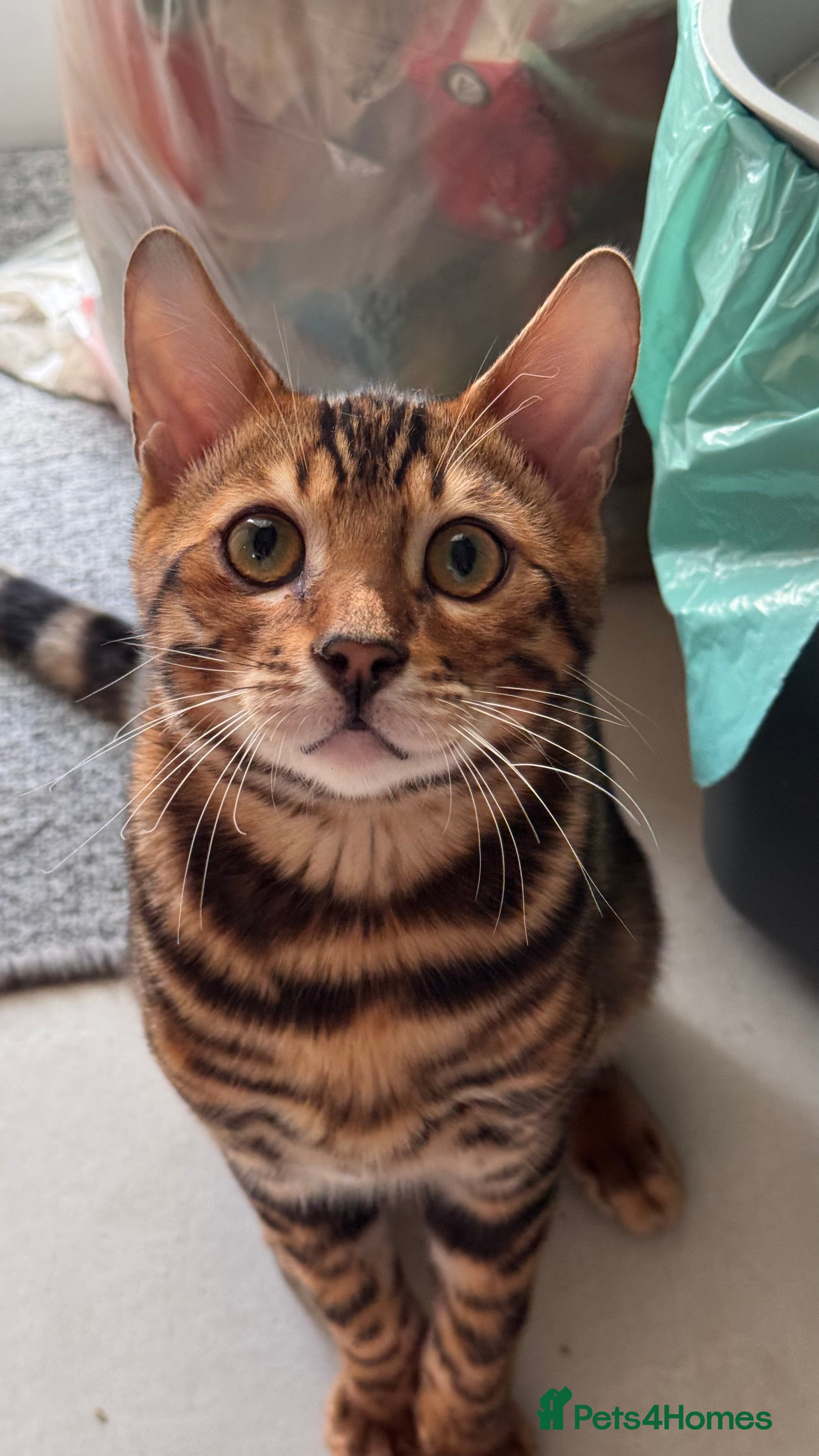 Bengal cats for sale: TICA Bengal cats adorable educated with kid NO UK  in London - Advert 27