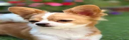 Chihuahua dogs for stud: Lenny - Advert 1