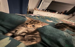 Mixed Breed cats for sale: 2 female kittens 8 weeks old super cute :) - Image 6