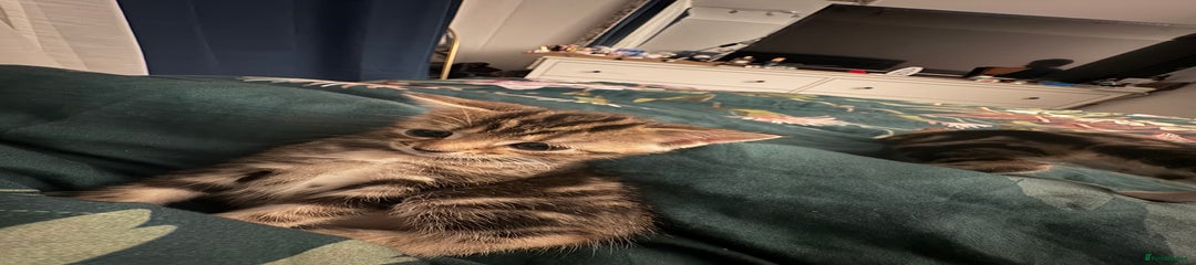 Mixed Breed Kitten 2