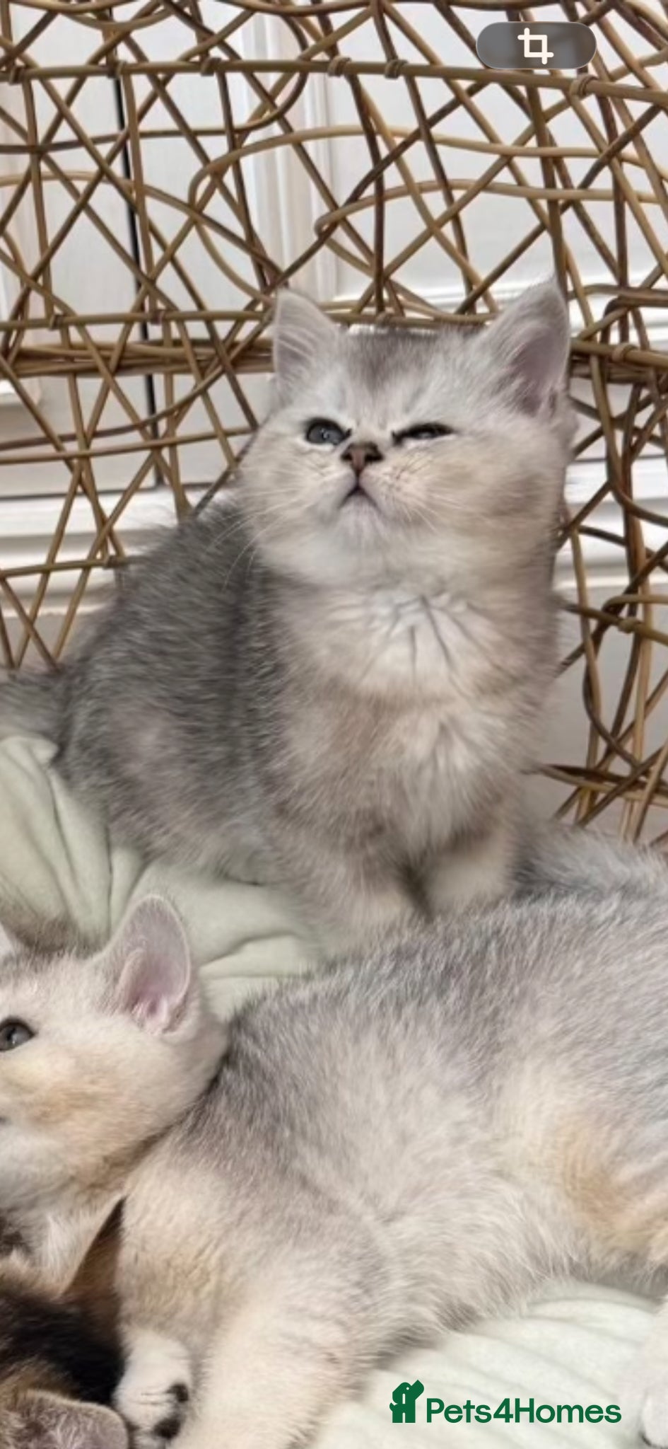 British Shorthair cats British shorthair kittens  - Advert 2