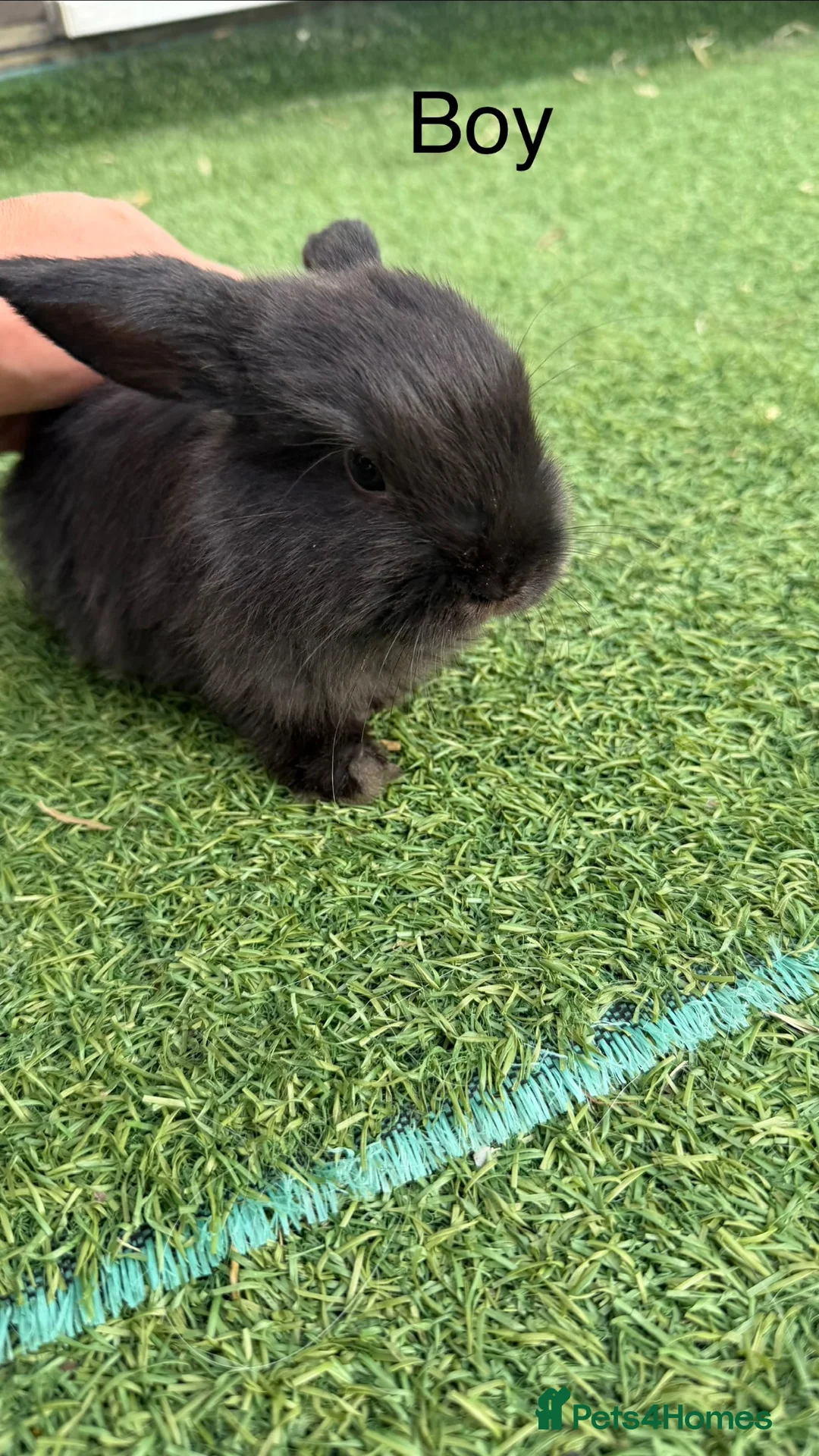 Mini Lop rabbits for sale: Mini lop Rabbit  - Advert 4