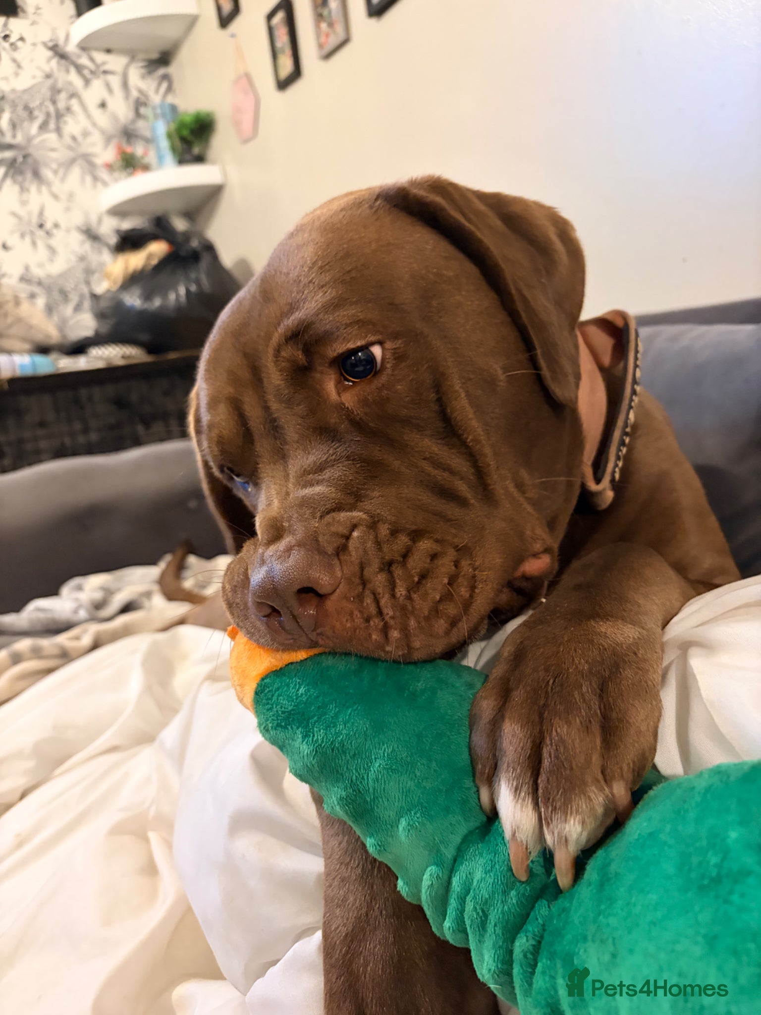 Mixed Breed dogs Litter of puppies DUE FIRST WEEK OF APRIL - Advert 2