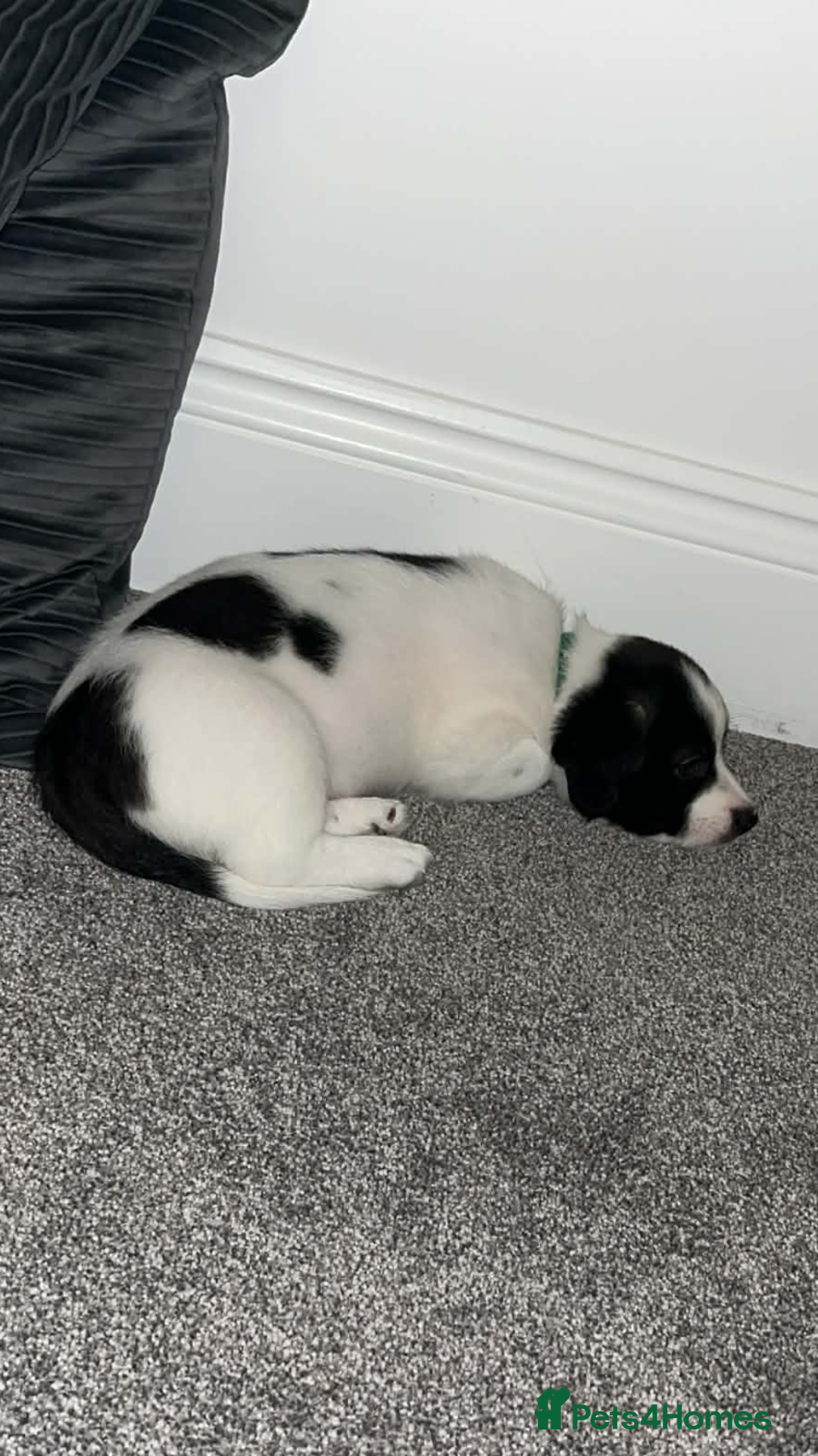 Mixed Breed dogs for sale: Bijon Cross Male Puppy - Advert 6
