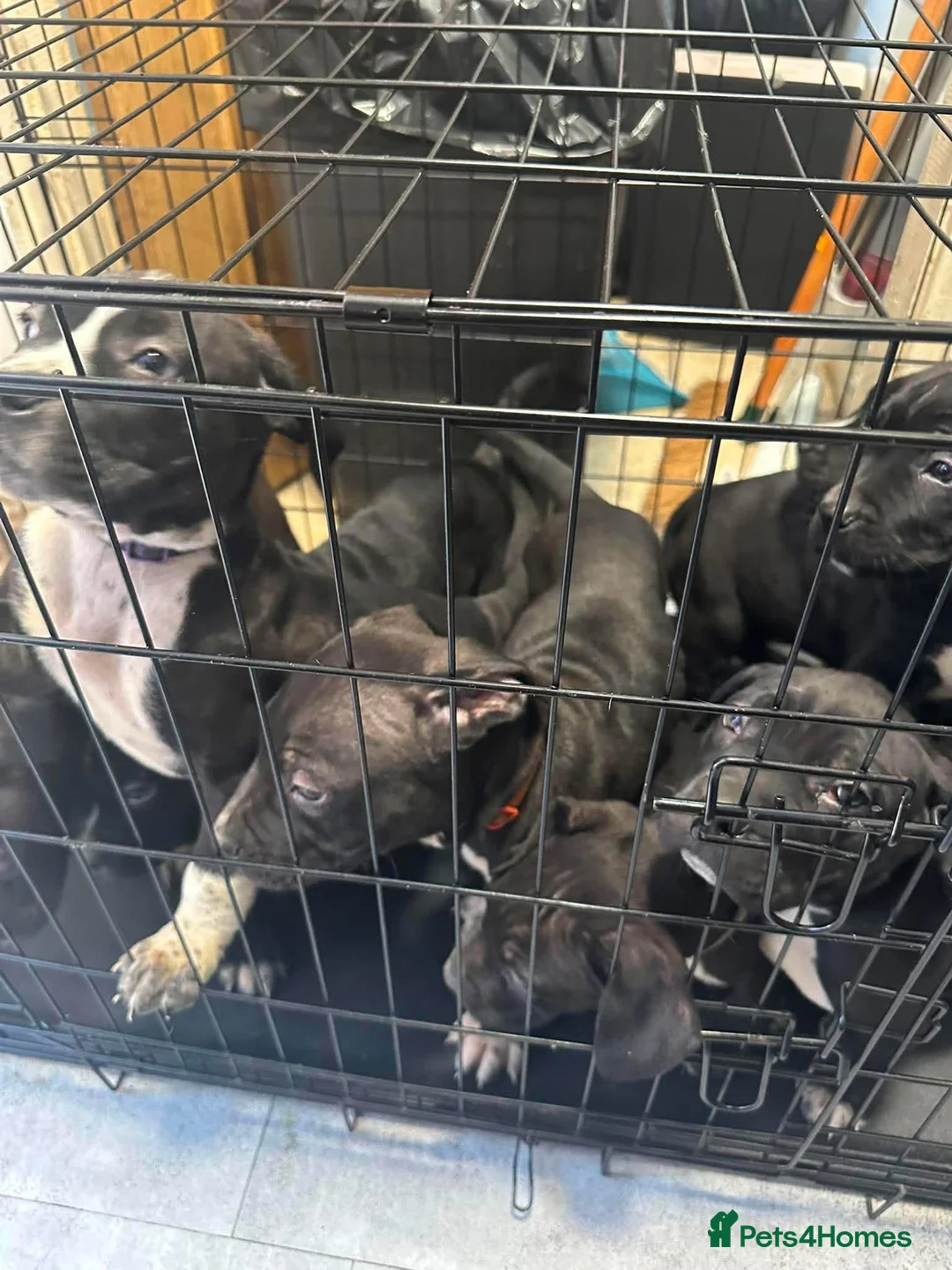 Mixed Breed dogs for sale: Cane Corsa x Bullmastiff - Advert 6
