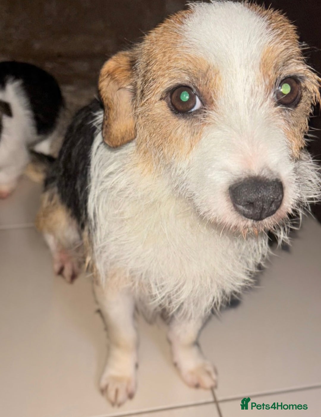 Mixed Breed dogs for sale: Jack Russel x Yorkshire Terrier - Advert 6