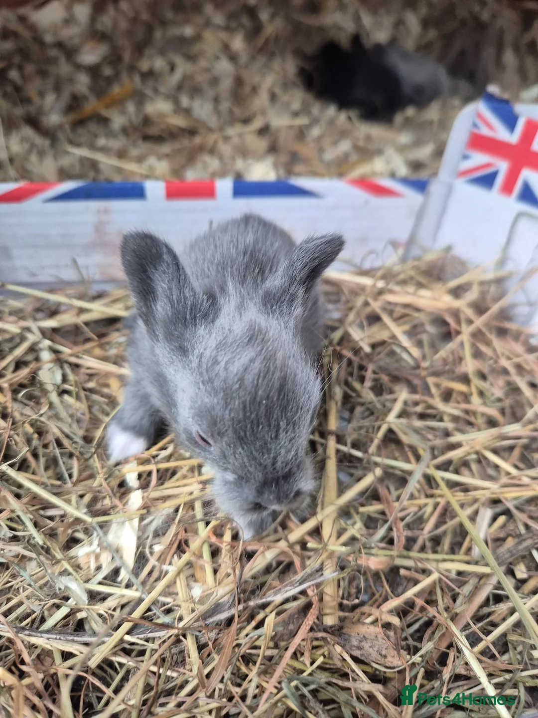 Lionhead rabbits for sale: Double Mane Lionhead Bunnies  - Advert 14