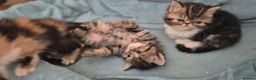 Persian cats for sale: Exotic Persian kittens  - Advert 10