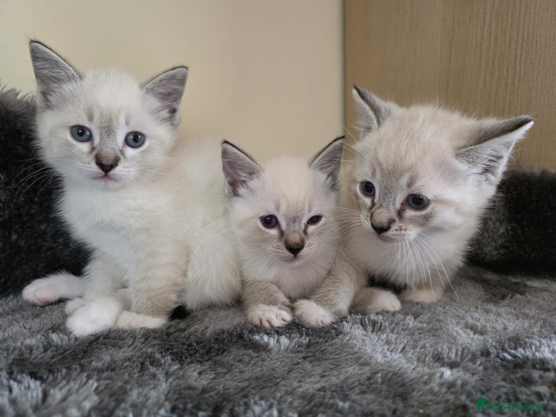 Ragdoll cats for sale: Ragdoll Cross kittens  - Image 17
