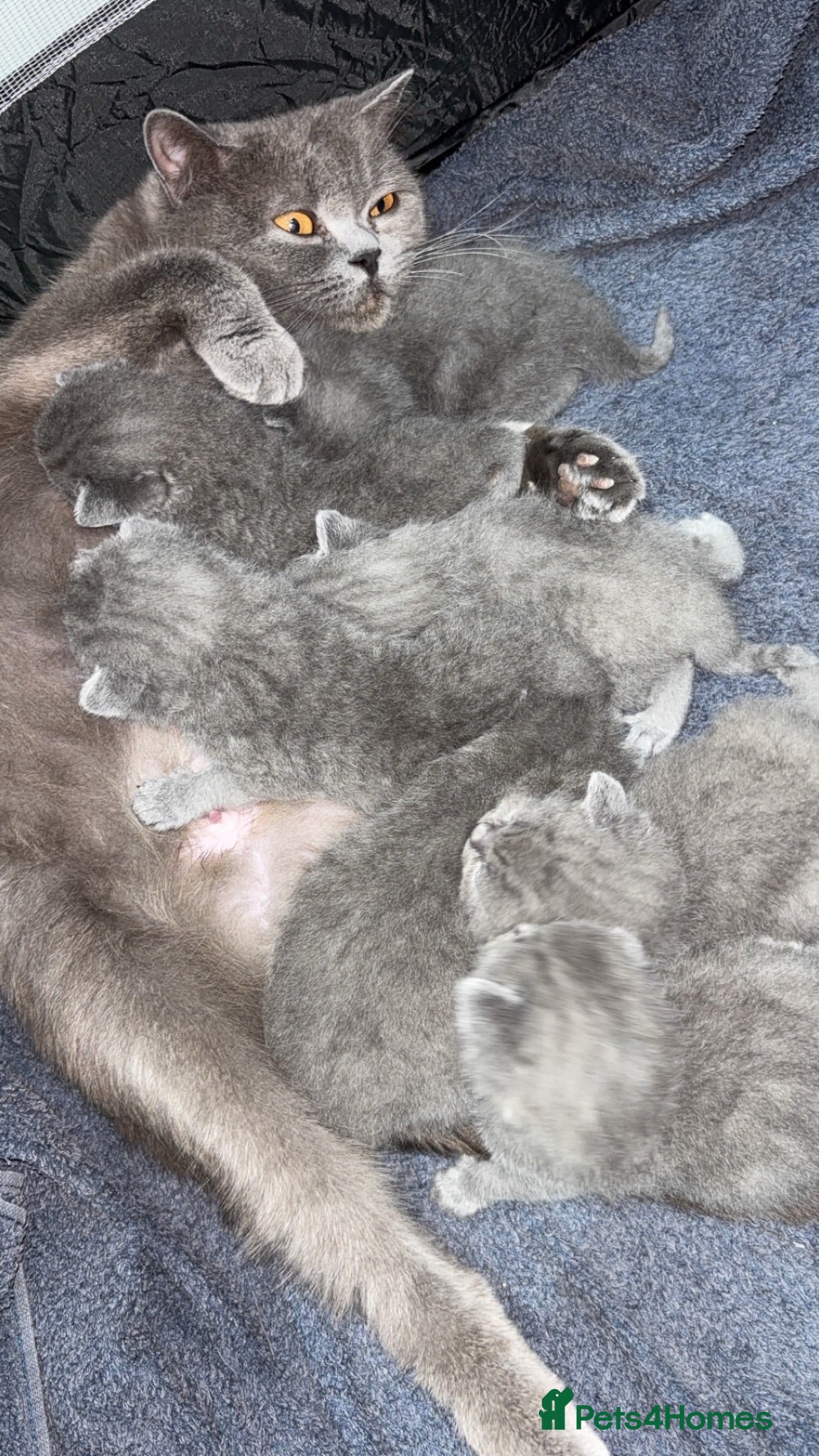 British Shorthair cats 7 Stunning British Shorthair Kittens  - Advert 1