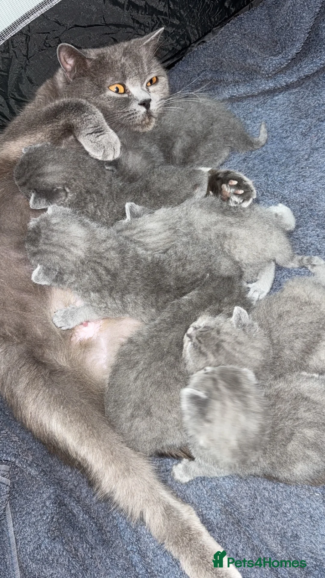 British Shorthair cats for sale: 7 Stunning British Shorthair Kittens  - Advert 1