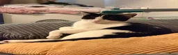 Domestic Shorthair cats for sale: Beautiful tuxedo kitten in Newport - Advert 1