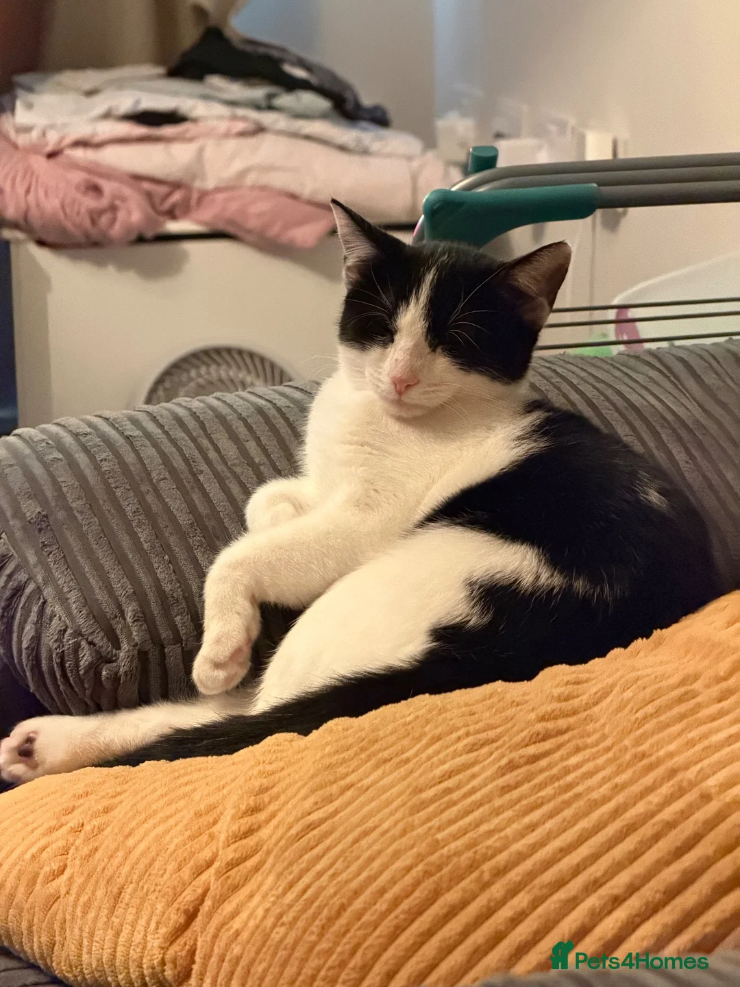 Domestic Shorthair cats for sale: Beautiful tuxedo kitten in Newport - Advert 1