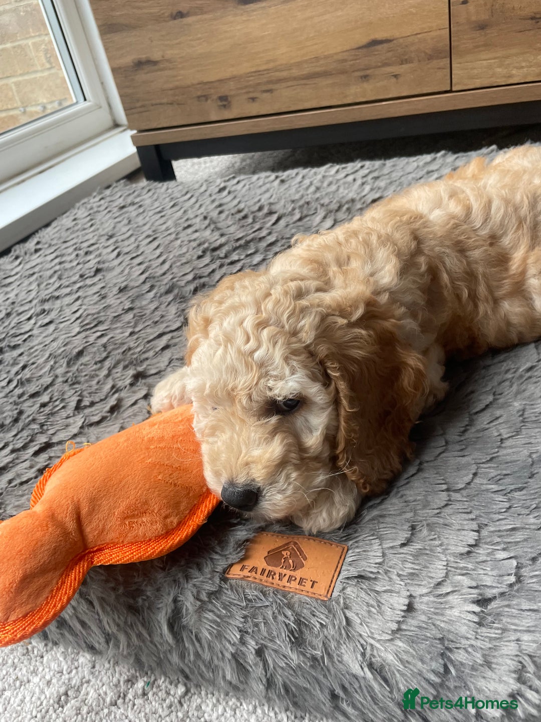 Cockapoo dogs for sale: F2 Cockapoo Puppies in Washington - Image 2