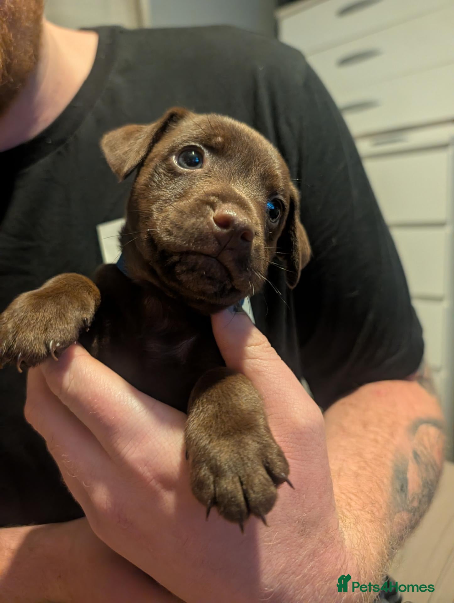 Patterdale Terrier dogs Patterdale puppies  - Advert 9