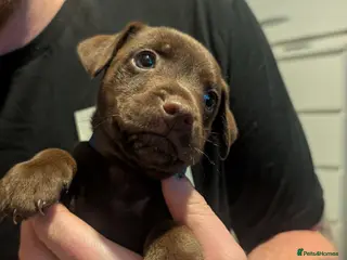 Patterdale Terrier dogs Patterdale puppies (READY ON THE 27 OCTOBER) - Advert 2