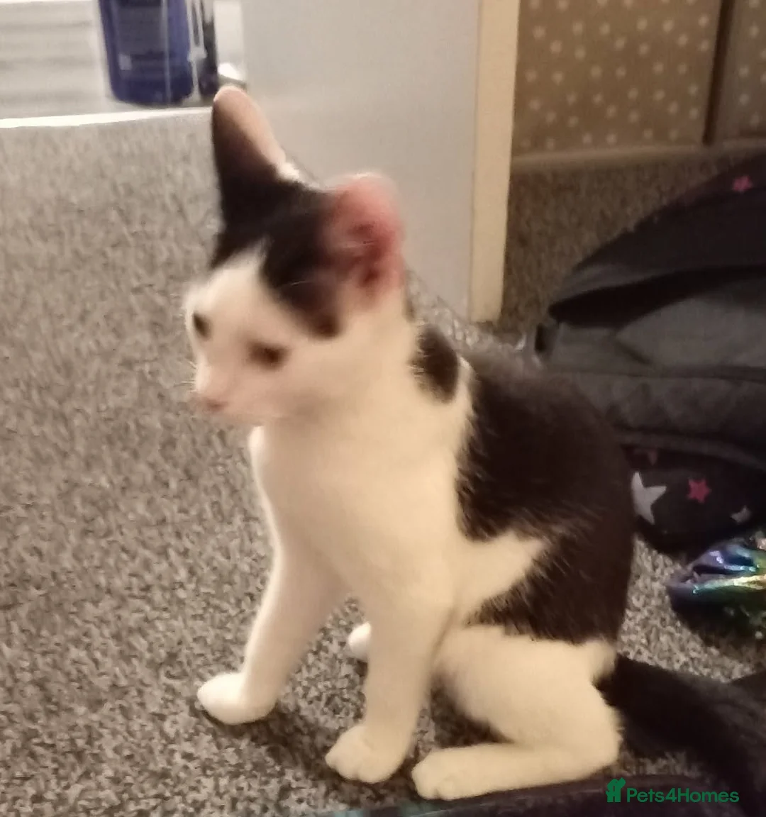 British Shorthair cats for sale: Beautiful kitten  - Advert 1