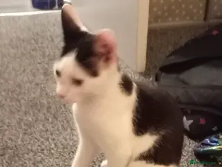 British Shorthair cats Beautiful kitten - Advert 2