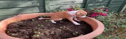 Italian Greyhound dogs for sale: Royal kennel club registered  - Advert 33