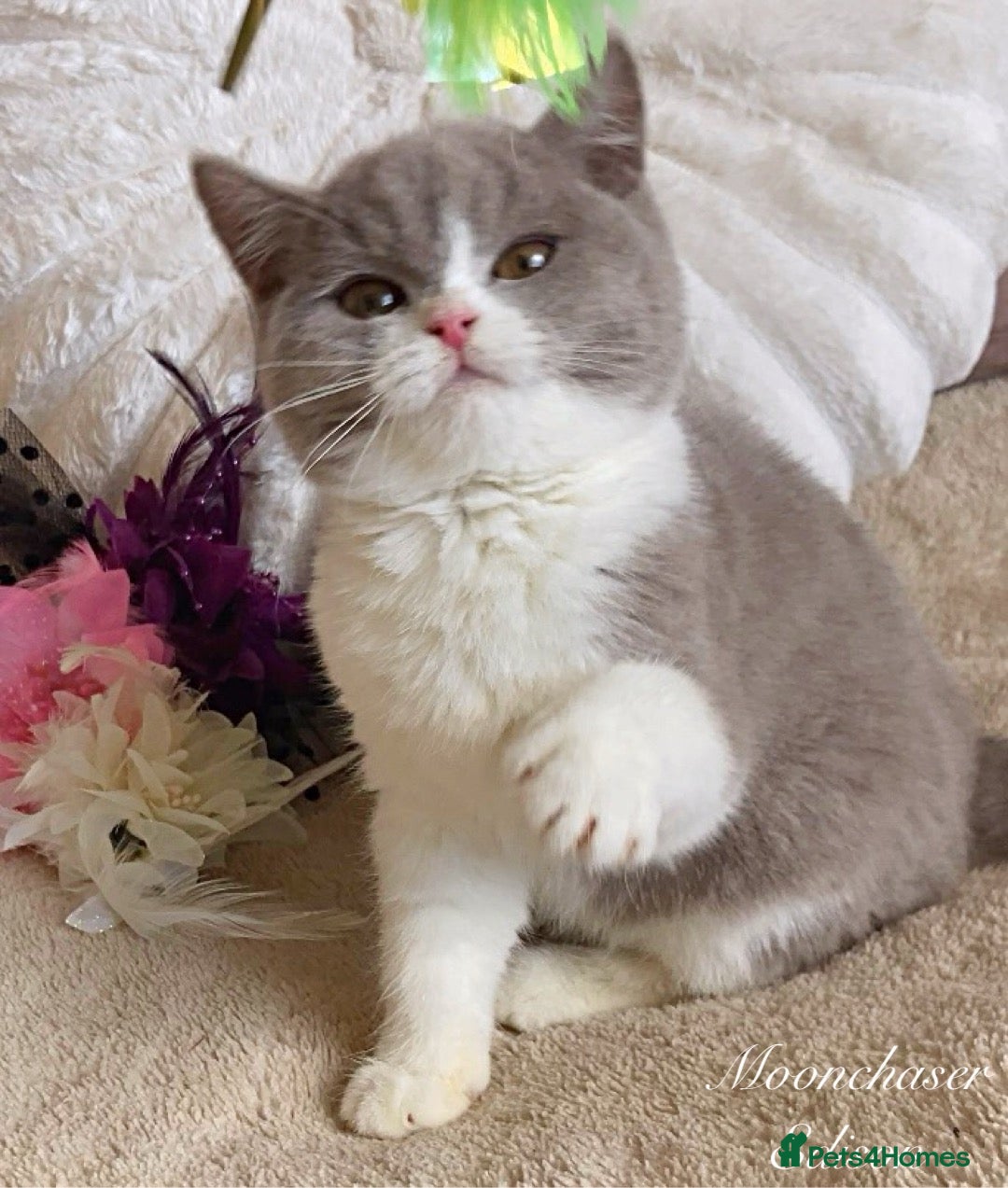 British Shorthair cats for sale: Gorgeous British Shorthairs Registered - Advert 2