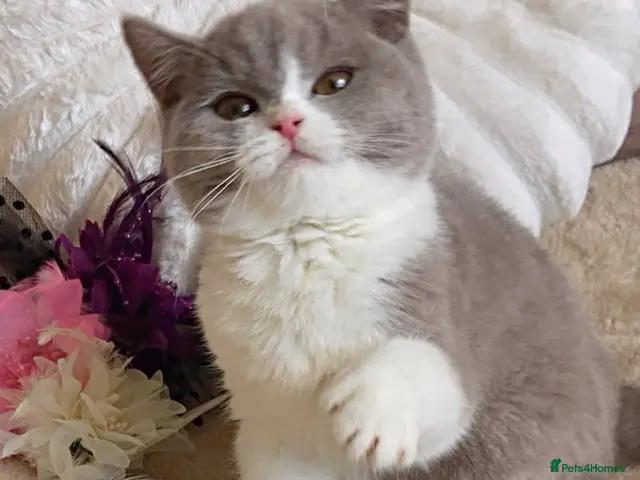 British Shorthair cats for sale: Gorgeous British Shorthairs Registered - Advert 2