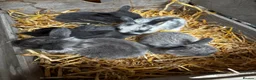 Mini Lop rabbits for sale: 6 Baby Mini Lops - Advert 1