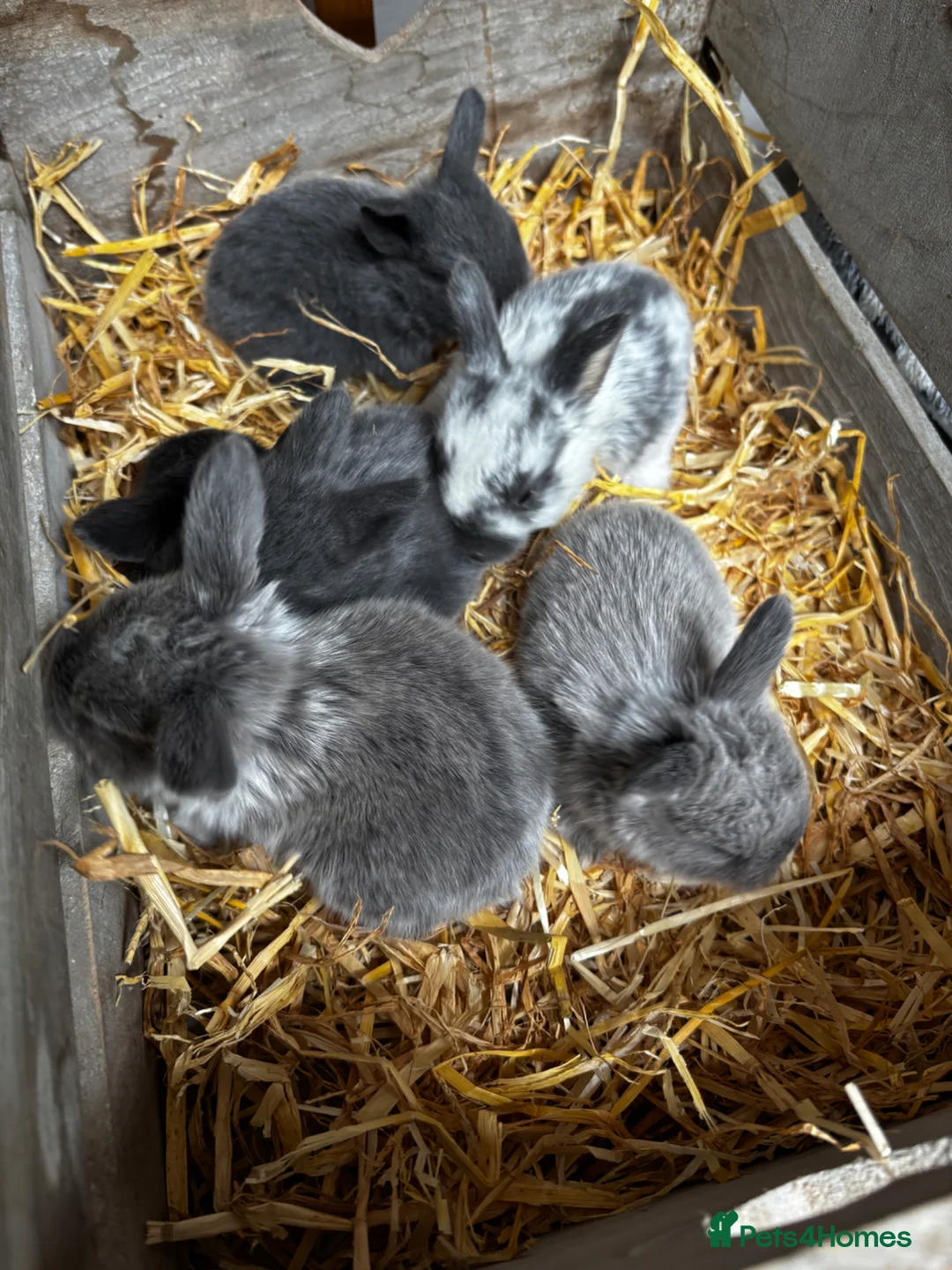 Mini Lop rabbits for sale: 6 Baby Mini Lops - Advert 1