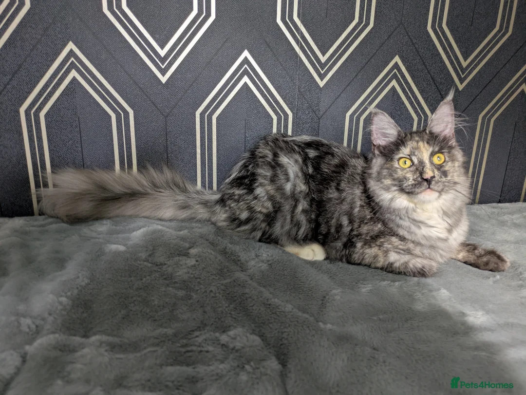 Maine Coon cats for sale: Beautiful female smoked tortie - Advert 34