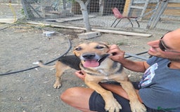 Mixed Breed dogs for adoption: Simba is looking for his forever home  - Image 5