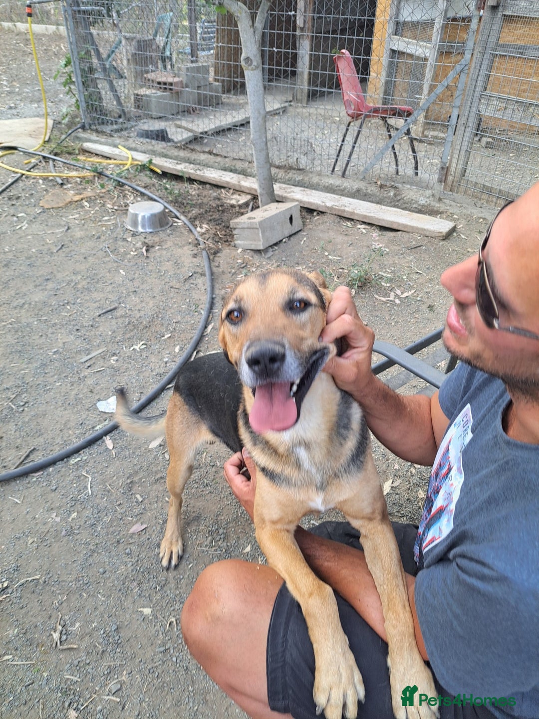 Mixed Breed dogs for adoption: Simba is looking for his forever home  - Image 5