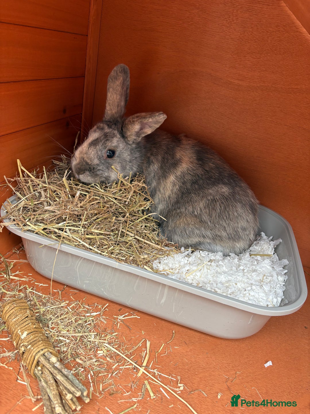 Mixed Breed rabbits for sale: Rabbit for sale - Image 2